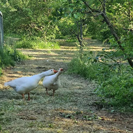 La Noce Di Creta Farm stay *