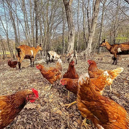 Bauernhof La Noce Di Creta