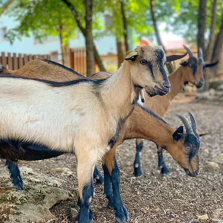 Bauernhof La Noce Di Creta *