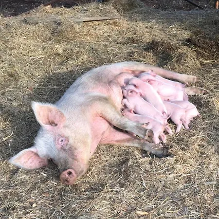Bauernhof La Noce Di Creta