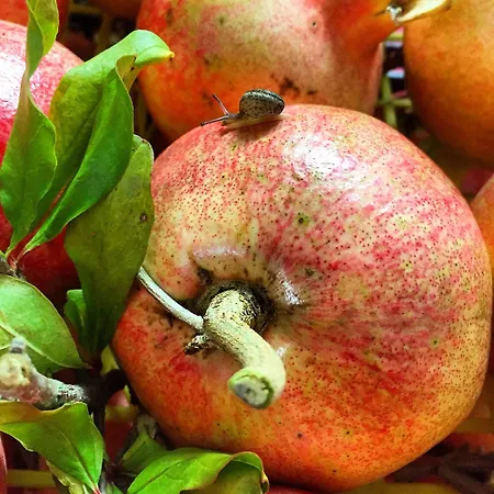 La Noce Di Creta Agroturismo Poggio Moiano